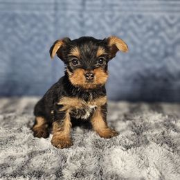 Pup 4 - Black and tan male Yorkshire Terrier puppy in Polk City, Florida from Yorkies by Casey