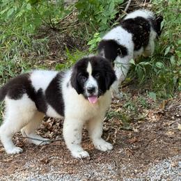 Izzy OFA - White and black female Newfoundland puppy in Falmouth, Michigan from Dyer Lake Newfoundland’s