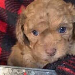 Assorted Doodle Crosses and Poodles from Heavenly Kurls Poodles and Doodles