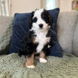 S'mores mini - Tri-color male Bernedoodle puppy in Meadville, Pennsylvania from Doodle Paws Pups