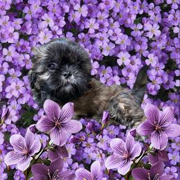 Boy 3 - Black and tan male Shih Tzu puppy in Milford, Delaware from Spunky Shih-Tzus Delaware (Spunky Shih-Tzus)