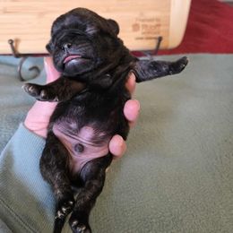 Boy 4 - Brindle male Pug puppy in Auburn, Kentucky from Prentice Family Pugs, Bugs & Corgis