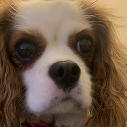 Cavalier King Charles Spaniels and Cavapoos from Woofery de Arana