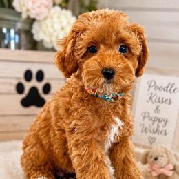 Cove - Red  male Poodle puppy in Wharton, Texas from In the Red Poodles