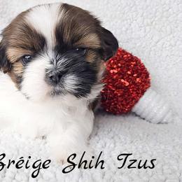 MAX - ADOPTED! - Red and white male Shih Tzu puppy in Middle Grove, New York from Beirin Breige Shih Tzus