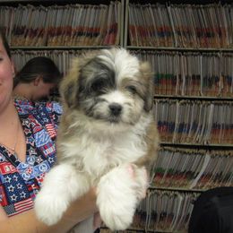 Aussiedoodle and Toy Australian Shepherd Puppies from Booty Shaker Toy Aussies