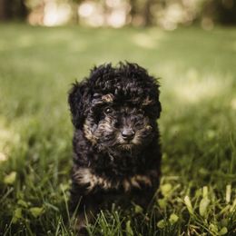 Aussiedoodle Puppies from Olive Tree Mini Aussiedoodles