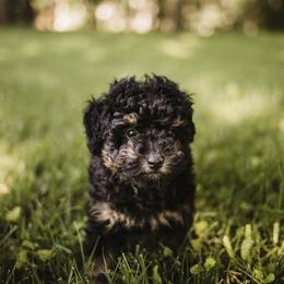 Aussiedoodle Puppies from Olive Tree Mini Aussiedoodles