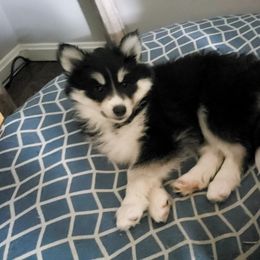 Pomsky Puppies from Fox Meadow Pomskies