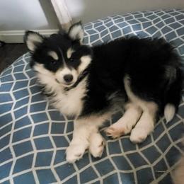 Pomsky Puppies from Fox Meadow Pomskies