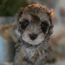 Rachel ( white collar) - Merle female Schnoodle puppy in Novinger, Missouri from Stormi Sky Schnoodles