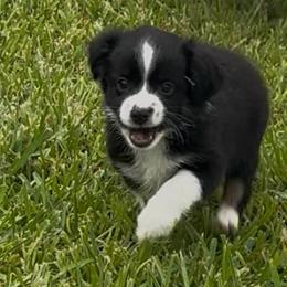 Gardenia - Black tri female Miniature Australian Shepherd puppy in Nashville, Tennessee from Little B’s Aussies