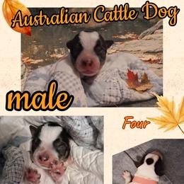 Four - Blue male Australian Cattle Dog puppy in Fife Lake, Michigan from Kurczak Farm LLC