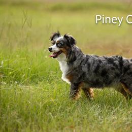 Australian Shepherd puppies from Piney Oak Aussies