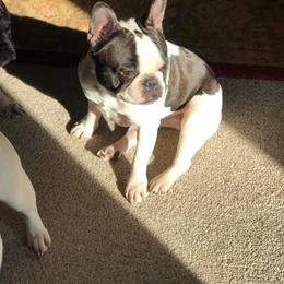 French Bulldogs from French Kisses North
