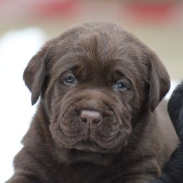 Black collar - Chocolate male Labrador Retriever puppy in Marysville, California from Britt Labradors