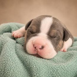 Daenerys - Blue tri-color female American Bully puppy in Nashville, Tennessee from SimplyBullies