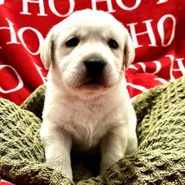 Labrador Retriever Puppies from Flashylabs  AKC GR CHAMPION SIRED