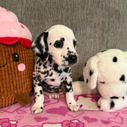 Windy - White and black female Dalmatian puppy in Newfoundland, Pennsylvania from Poconopaws