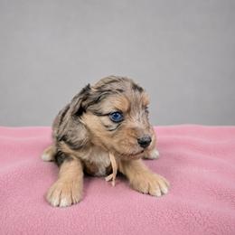 Georgia - Blue merle female Aussiedoodle puppy in Weatherford, Texas from Grand Ole Aussies