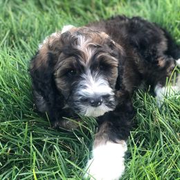 Bernedoodle Puppies from Heart J Bernedoodles