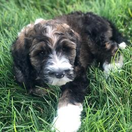 Bernedoodle Puppies from Heart J Bernedoodles