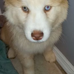 Siberian Husky Puppies from Blue Moon Siberian Husky Haven