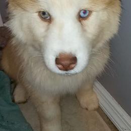 Siberian Husky Puppies from Blue Moon Siberian Husky Haven