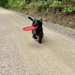 Ford - Cairn Terrier