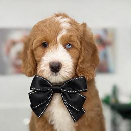 Black-nibbles - Red male Bernedoodle puppy in Yuciapa, California from AlltheDoodlez_