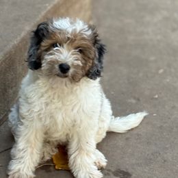 Sheepadoodle puppies from Majestic Creek Puppies