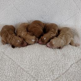 Boy 4 - Apricot male Australian Labradoodle puppy in Harrisonburg, Virginia from Crown Doodles