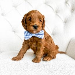 Sheldon - Red  male Goldendoodle puppy in Sterling, Illinois from Charley's Goldendoodles
