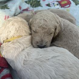 Yellow - Cream female Goldendoodle puppy in Cameron Park, California from Silkie Doodles