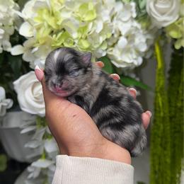 Pebbles - Blue merle male Pomeranian puppy in Newport News, Virginia from Nel’s Pomeranians
