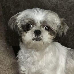 Daisy - Shih Tzu