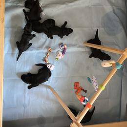 Goldendoodle Puppies from Dhalia’s Doodles