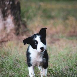 Sally - Black female Border Collie puppy in Dallas, Texas from Effervescent Border Collies