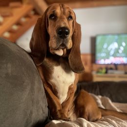 Basset Hound All Grown Up from Camp Nuckols Basset Hounds