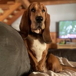 Basset Hound All Grown Up from Camp Nuckols Basset Hounds