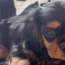 Cavalier King Charles Spaniels, Companion Crosses, and Miniature Australian Shepherds from The Darling Pup