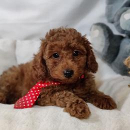 Carter-OFA and CHIC parents - Red  male Poodle puppy in Westfield, North Carolina from Legacy Pets