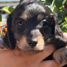 Rocco - Black and cream male Dachshund puppy in Oregon from SoCo Dachshunds
