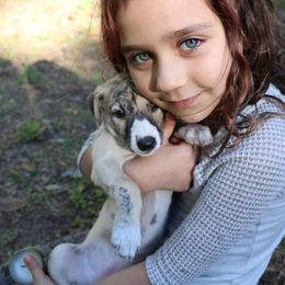 Whippet Puppies from Wise Heart Whippets