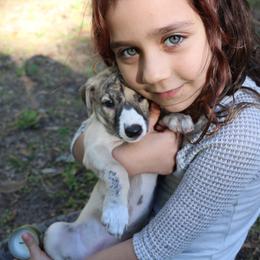 Whippet Puppies from Wise Heart Whippets