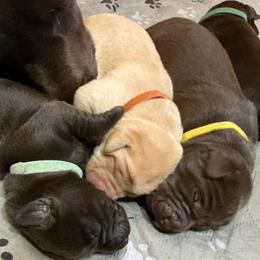 Frost - Yellow male Labrador Retriever puppy in Bandera, Texas from The Sugar & Spice Ranch Labrador Retrievers
