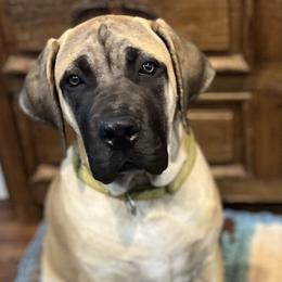 Boerboels from Bluebonnet Boerboels