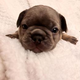 French Bulldog Puppies from Jessie's Frenchies