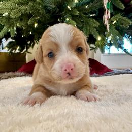 Red and White Bicolor - Red male Bernedoodle puppy in Brooksville, Florida from Kruger Doodles