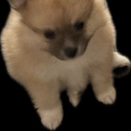 Spice - Orange sable female Pomeranian puppy in South Euclid, Ohio from ARC Kennels